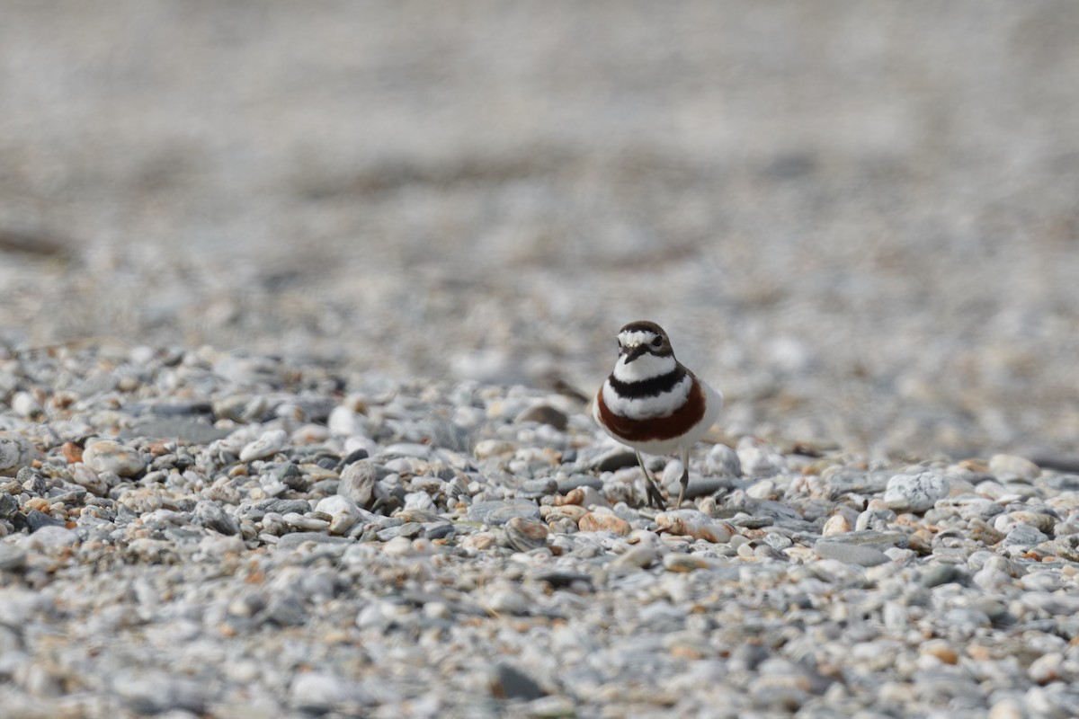 Double-banded Plover - ML372288231