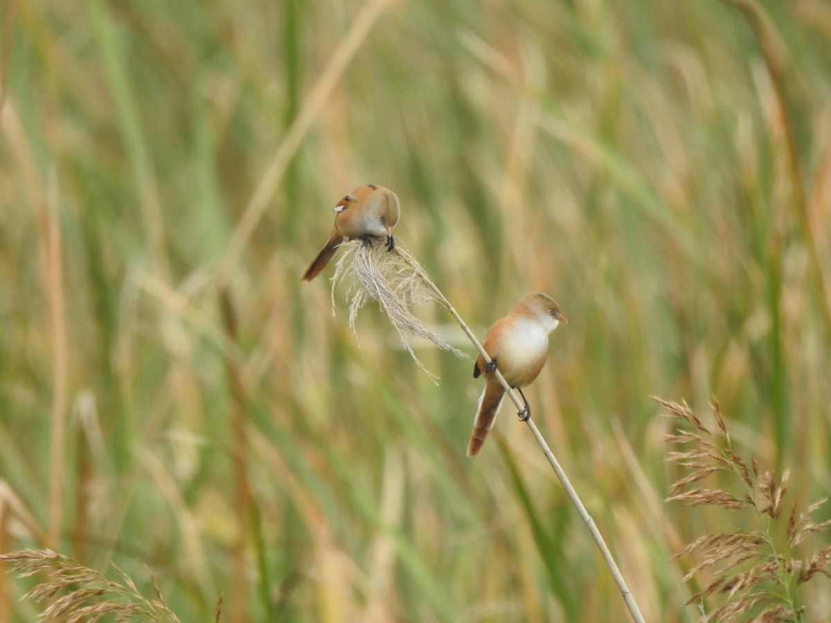 Bearded Reedling - ML372288281