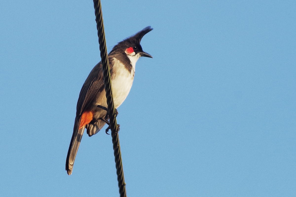 Red-whiskered Bulbul - ML372288371