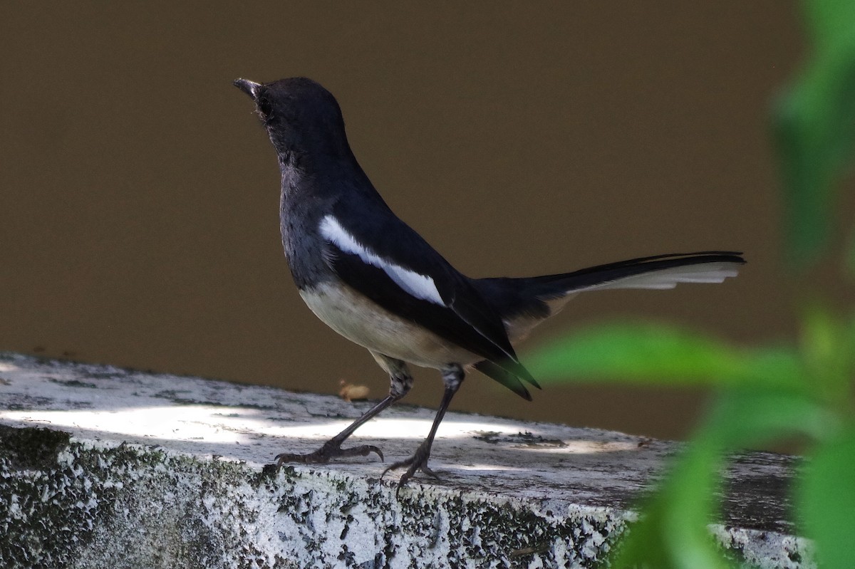 Oriental Magpie-Robin - ML372288381