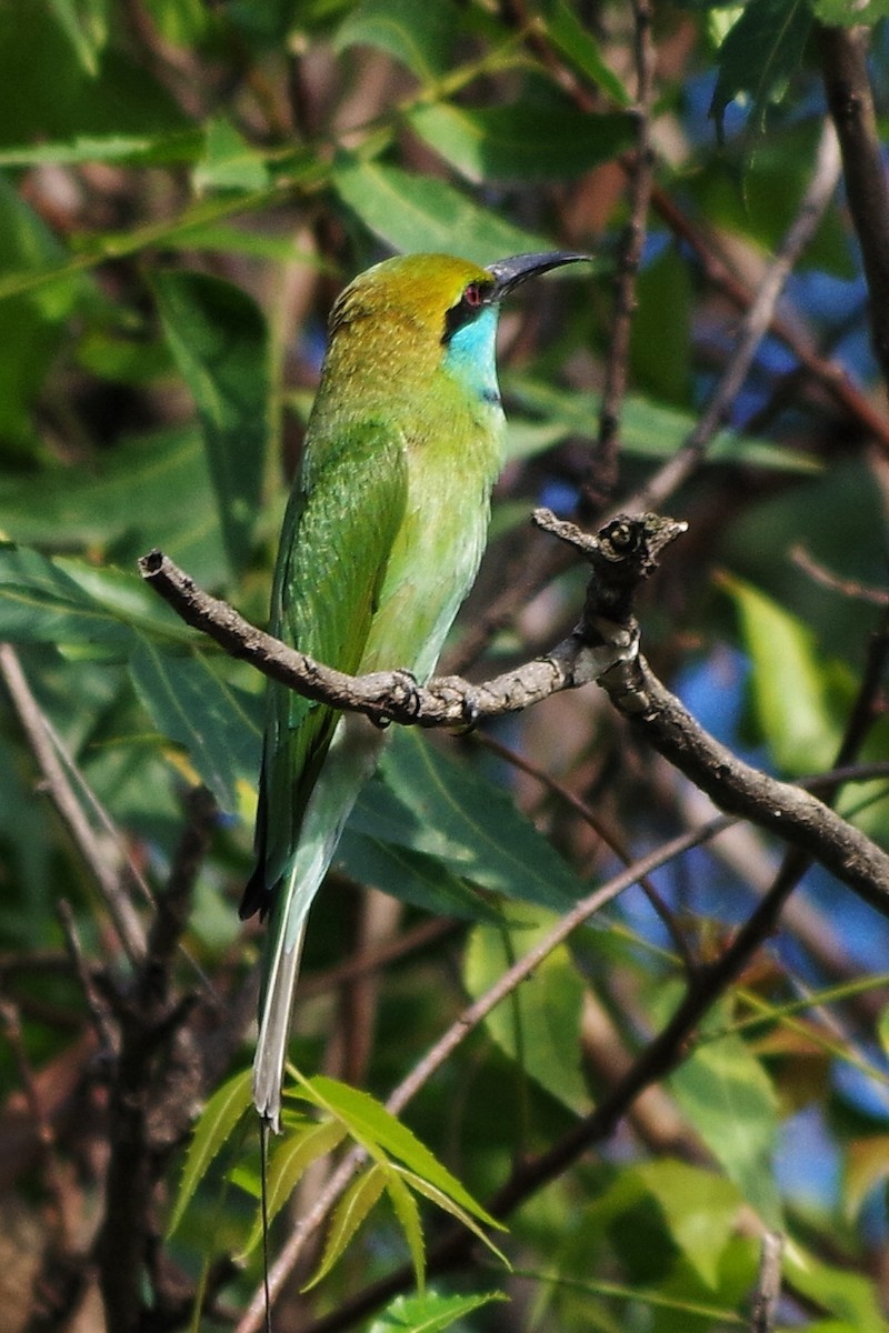 Asian Green Bee-eater - ML372288441