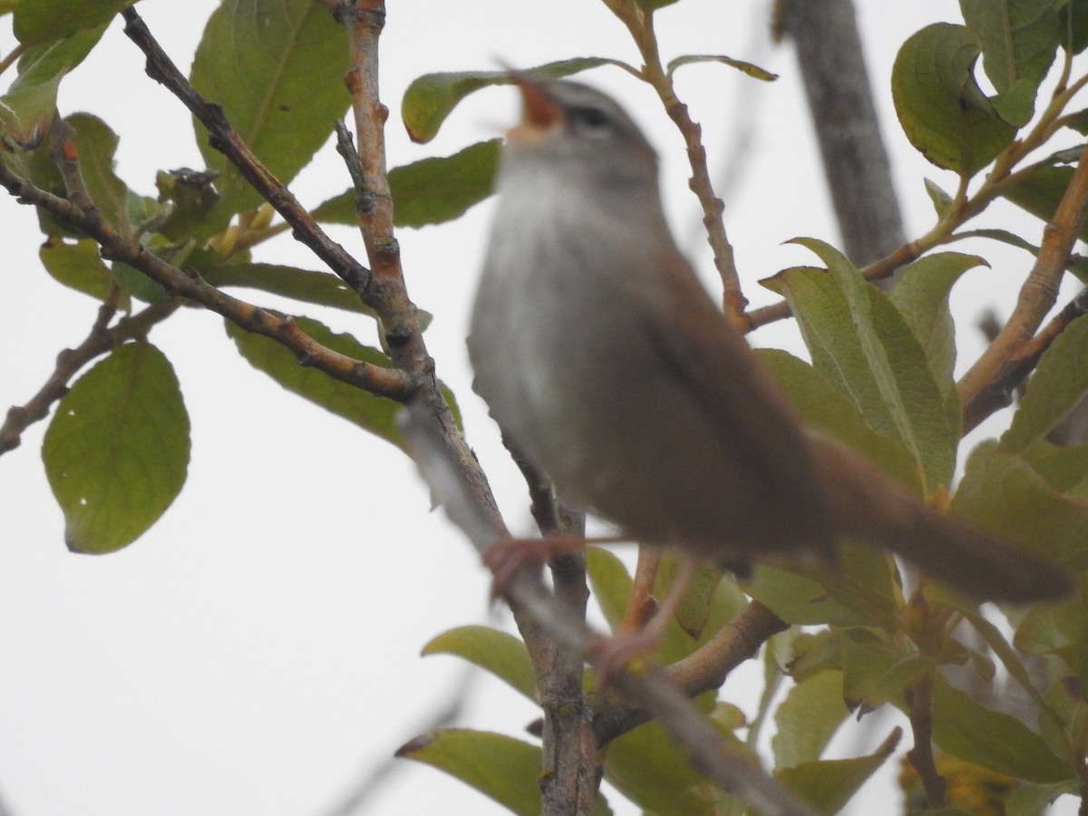 Cetti's Warbler - Álvaro Sarramian