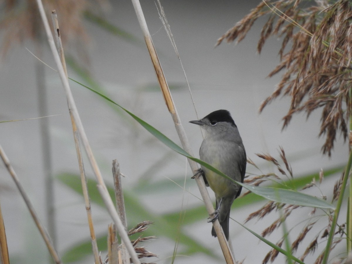 Eurasian Blackcap - ML372288651