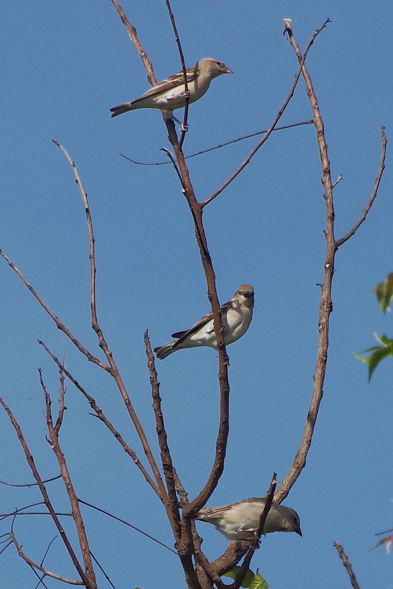 Yellow-throated Sparrow - ML372288821