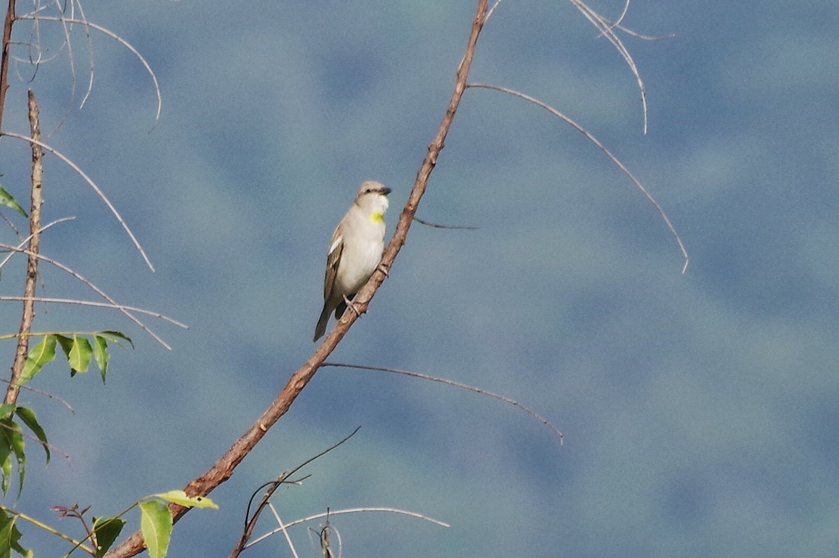 Yellow-throated Sparrow - ML372288841