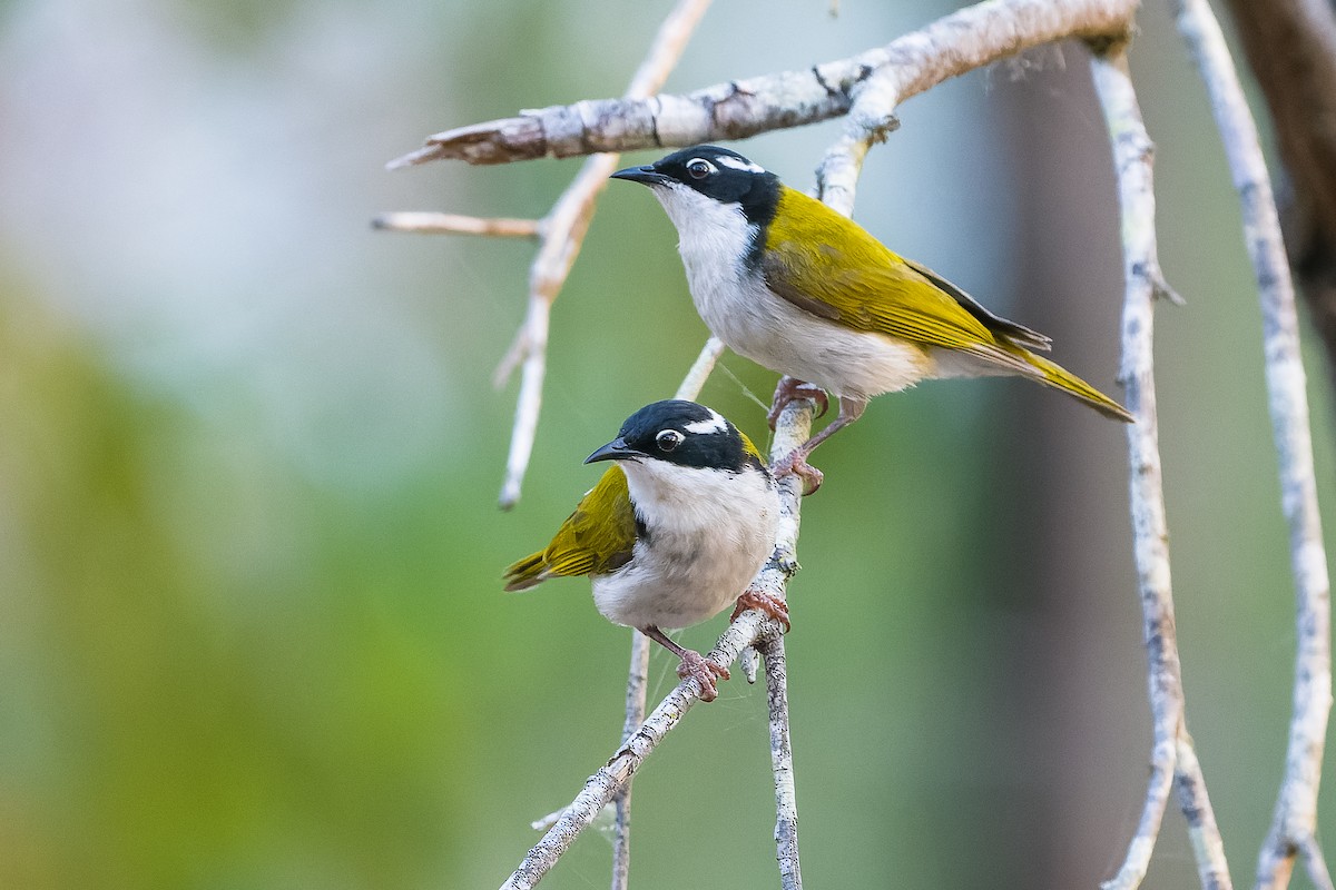 White-throated Honeyeater - David Southall
