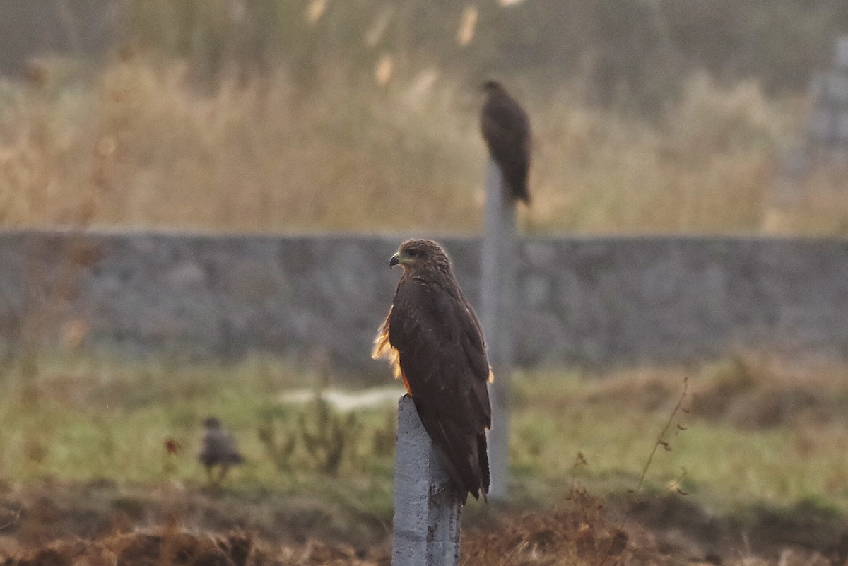 Black Kite - ML372289411