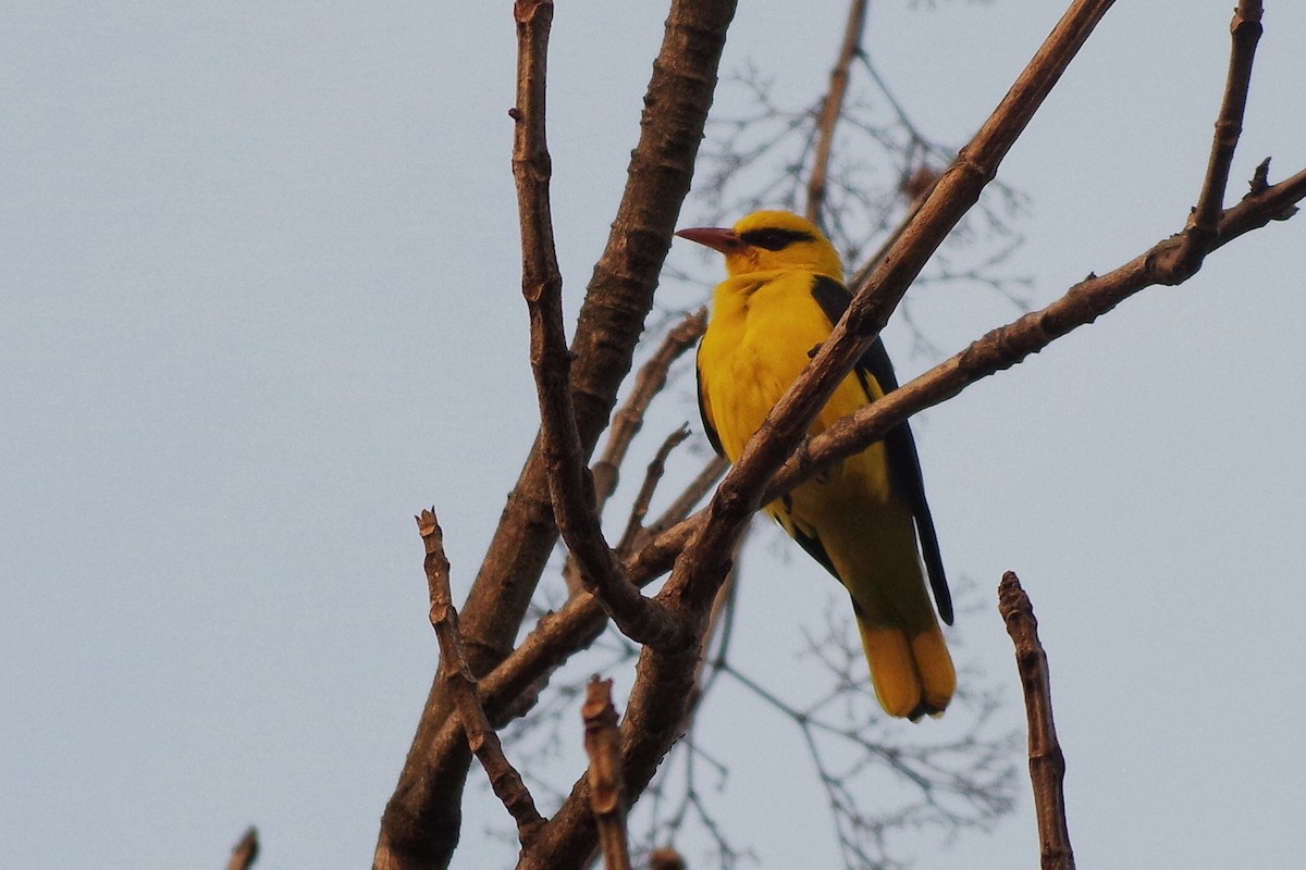 Indian Golden Oriole - ML372289441