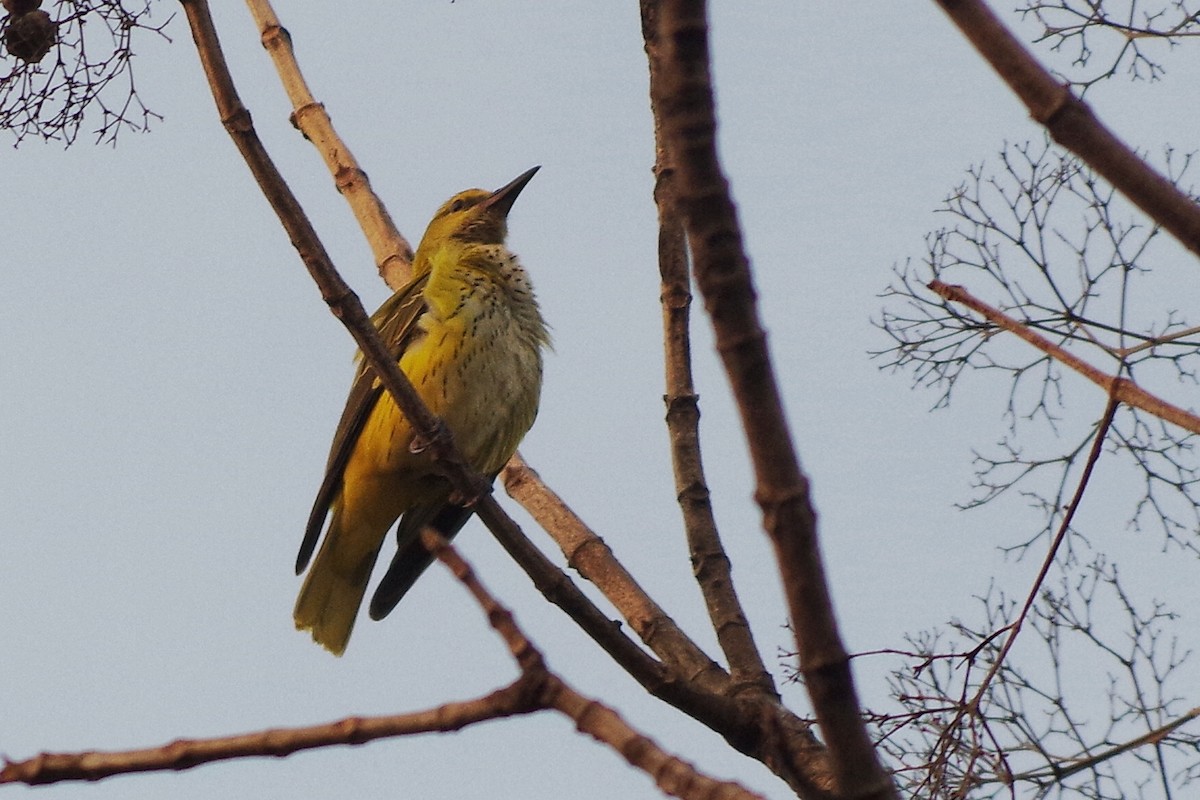 Indian Golden Oriole - ML372289451