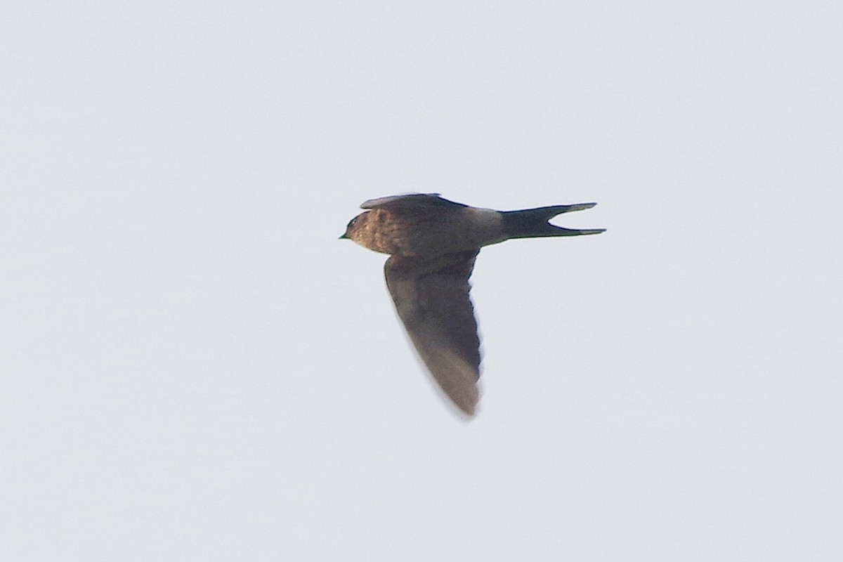 Red-rumped Swallow - ML372289471