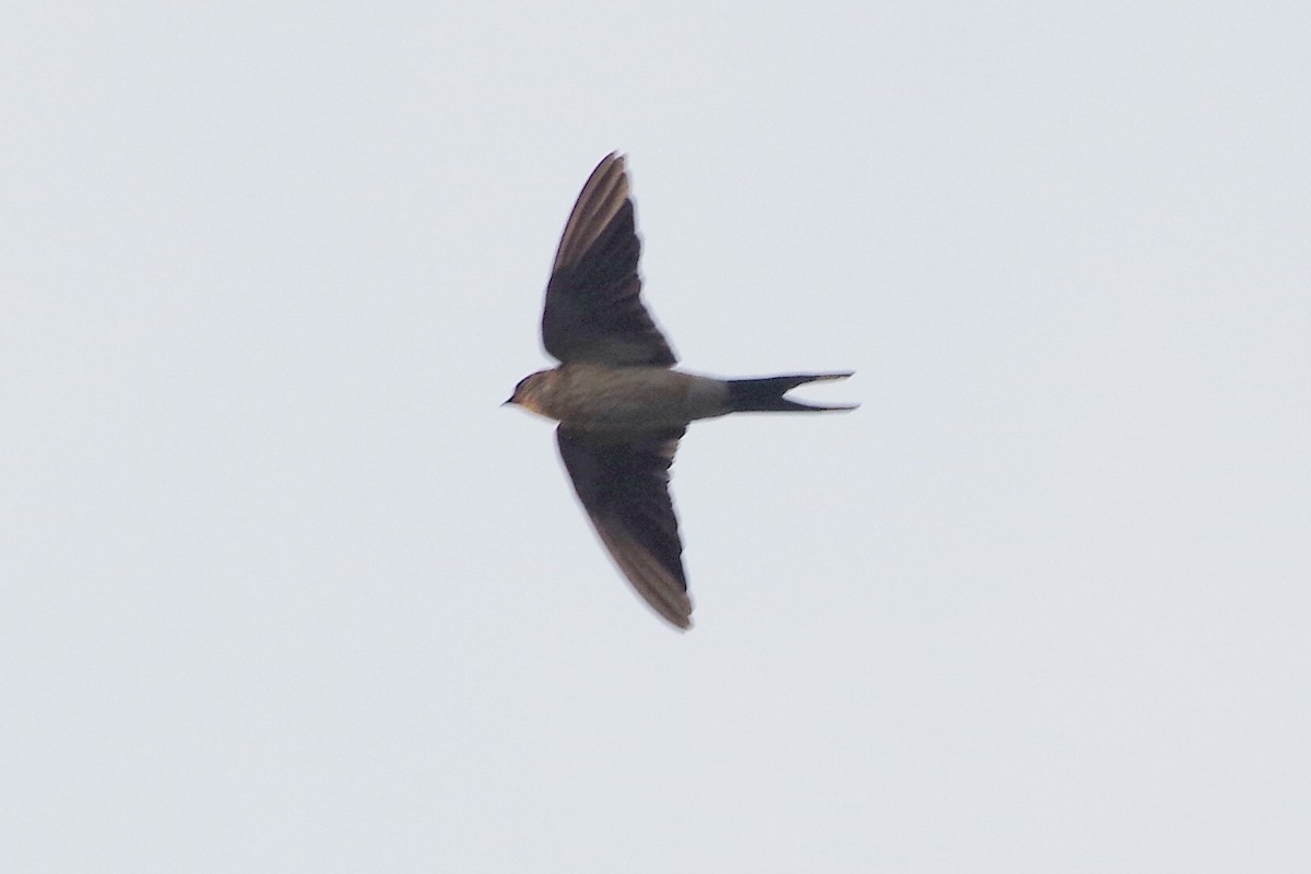 Red-rumped Swallow - ML372289481