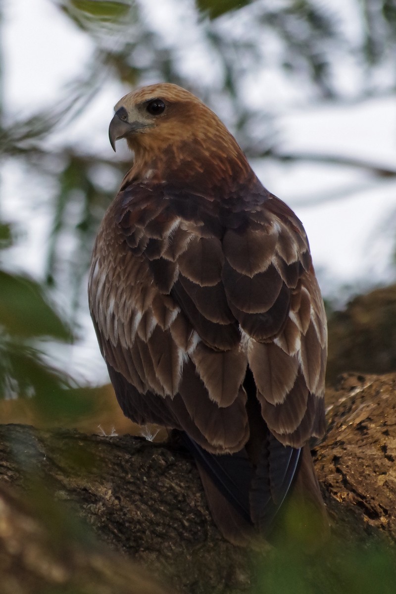 Brahminy Kite - ML372289621