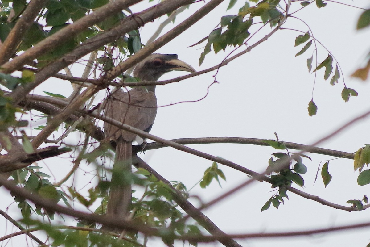 Indian Gray Hornbill - ML372289641