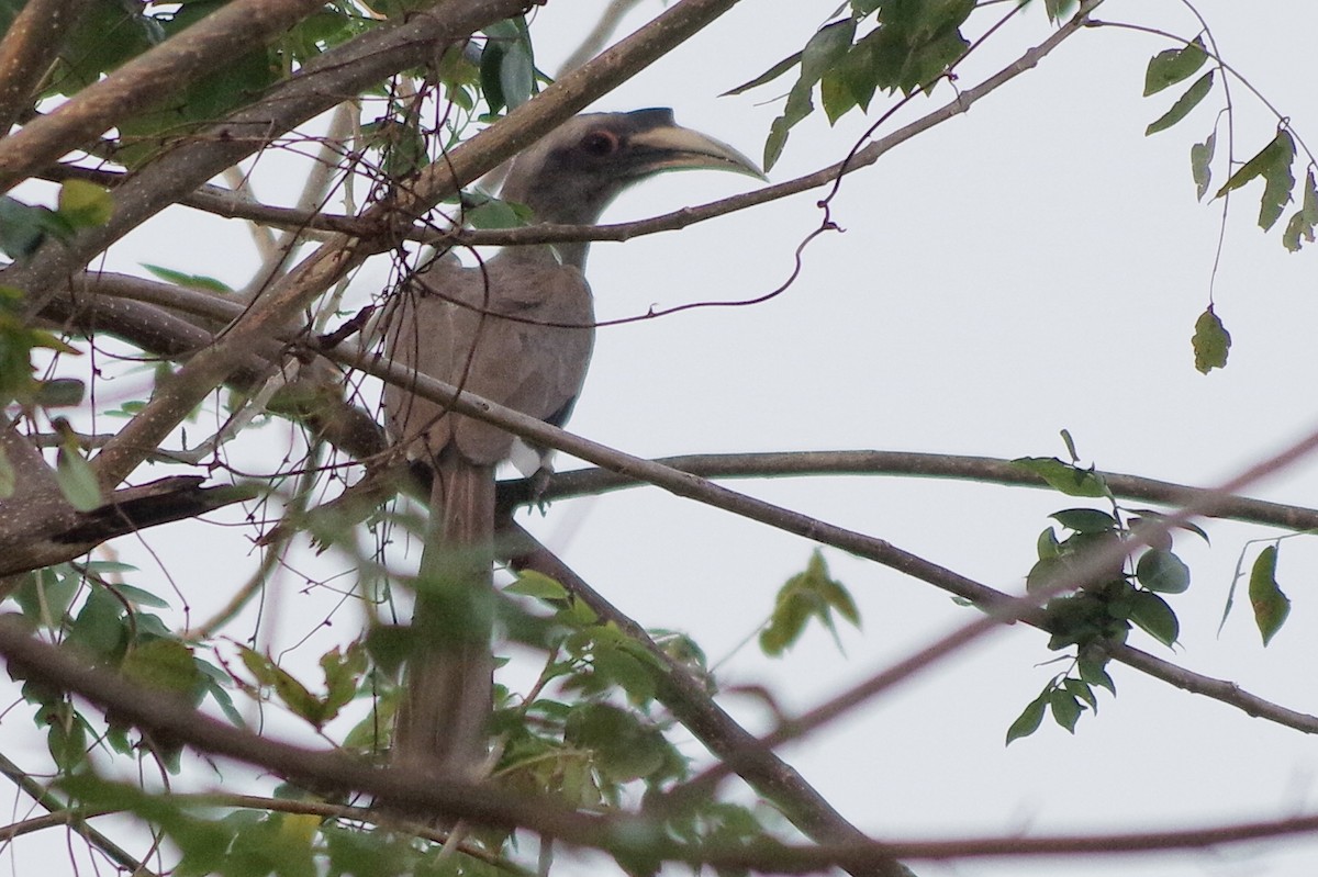 Indian Gray Hornbill - ML372289651