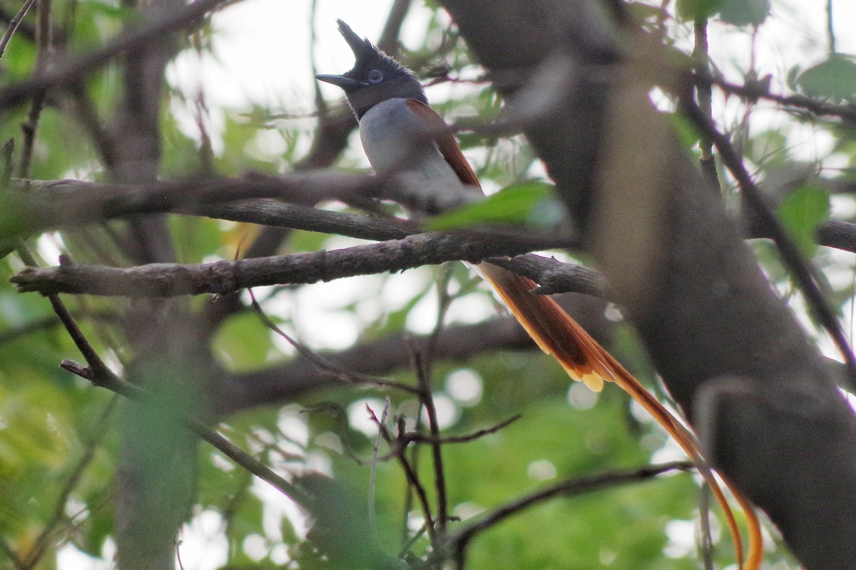 Indian Paradise-Flycatcher - ML372289671