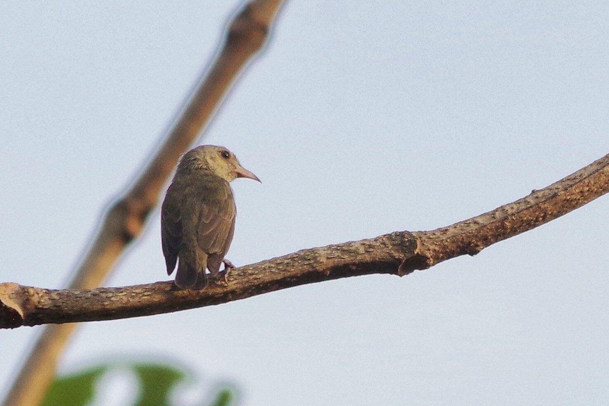 Pale-billed Flowerpecker - ML372289691