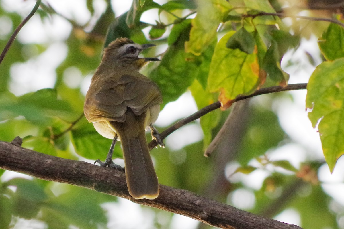 White-browed Bulbul - ML372289711