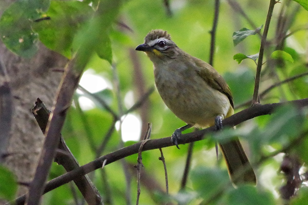 White-browed Bulbul - ML372289721