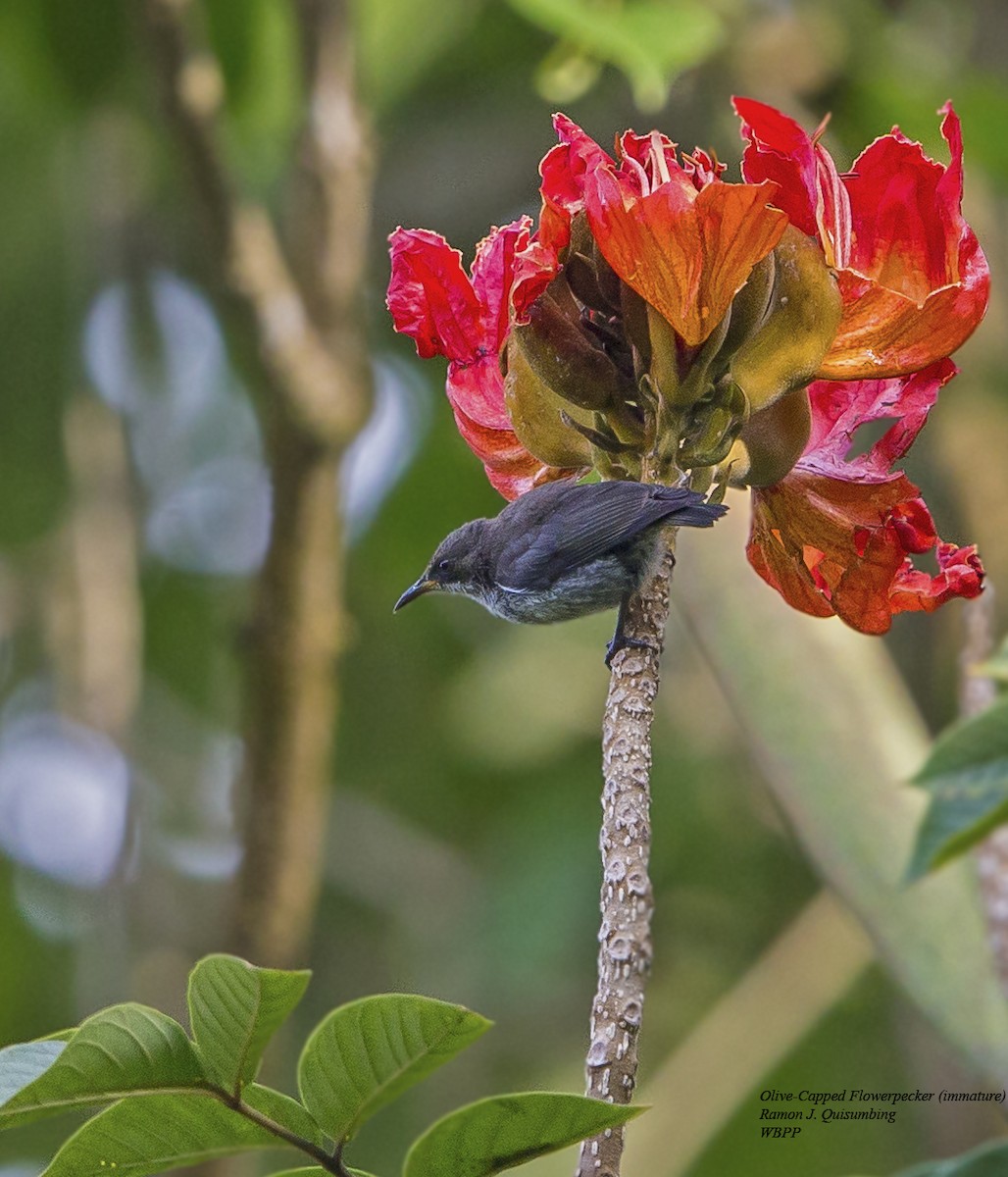 Olive-capped Flowerpecker - Ramon Quisumbing