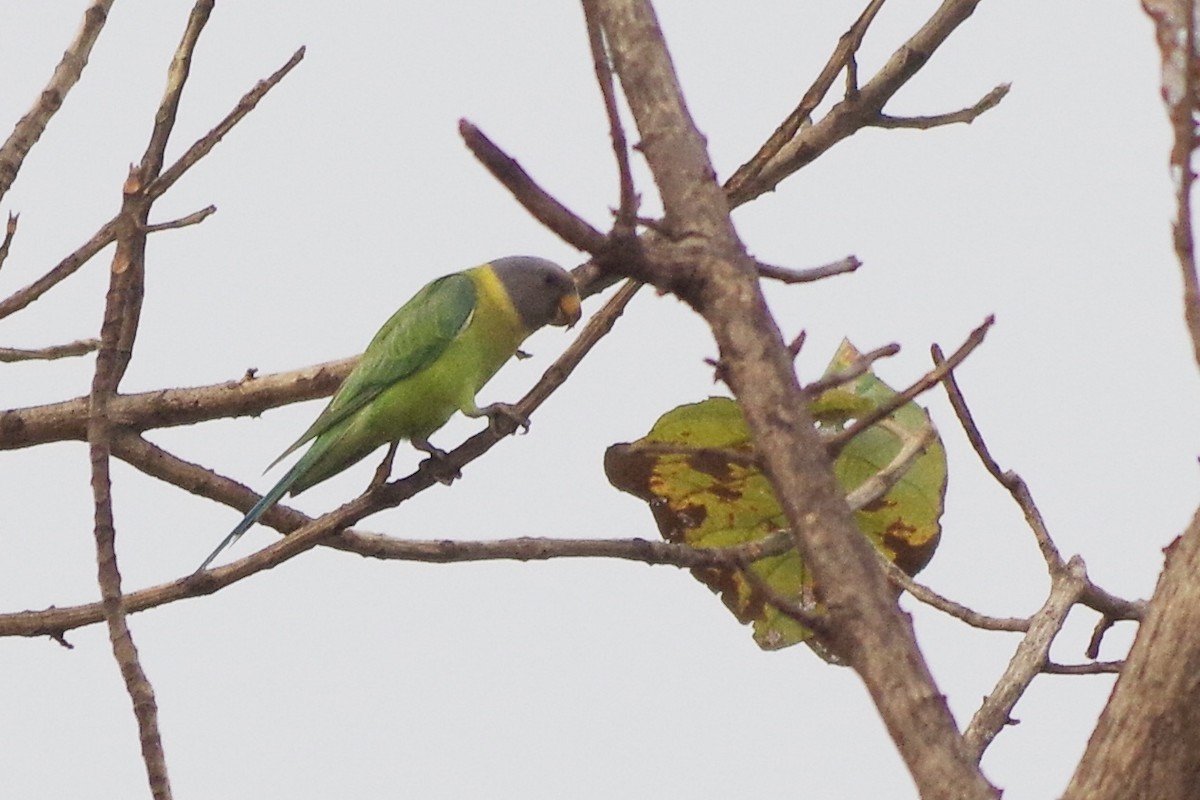 Plum-headed Parakeet - Adit  Jeyan