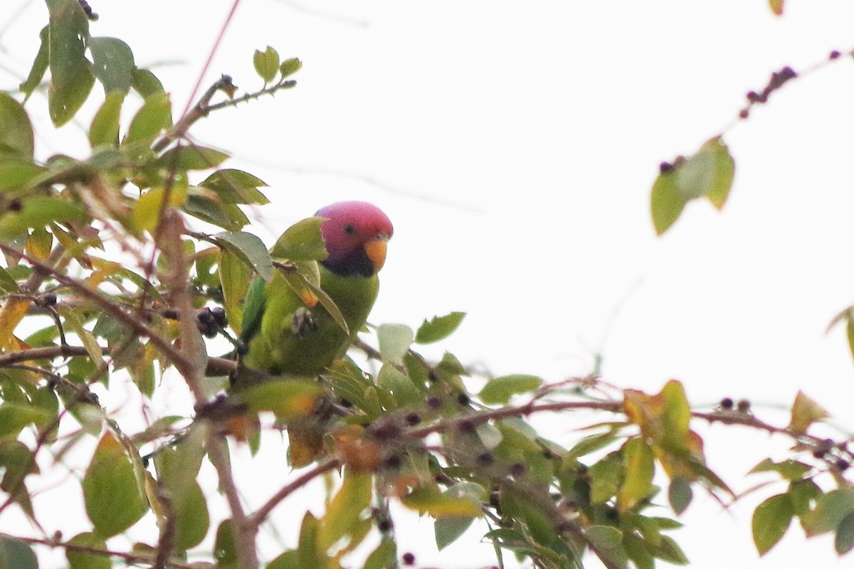 Plum-headed Parakeet - Adit  Jeyan