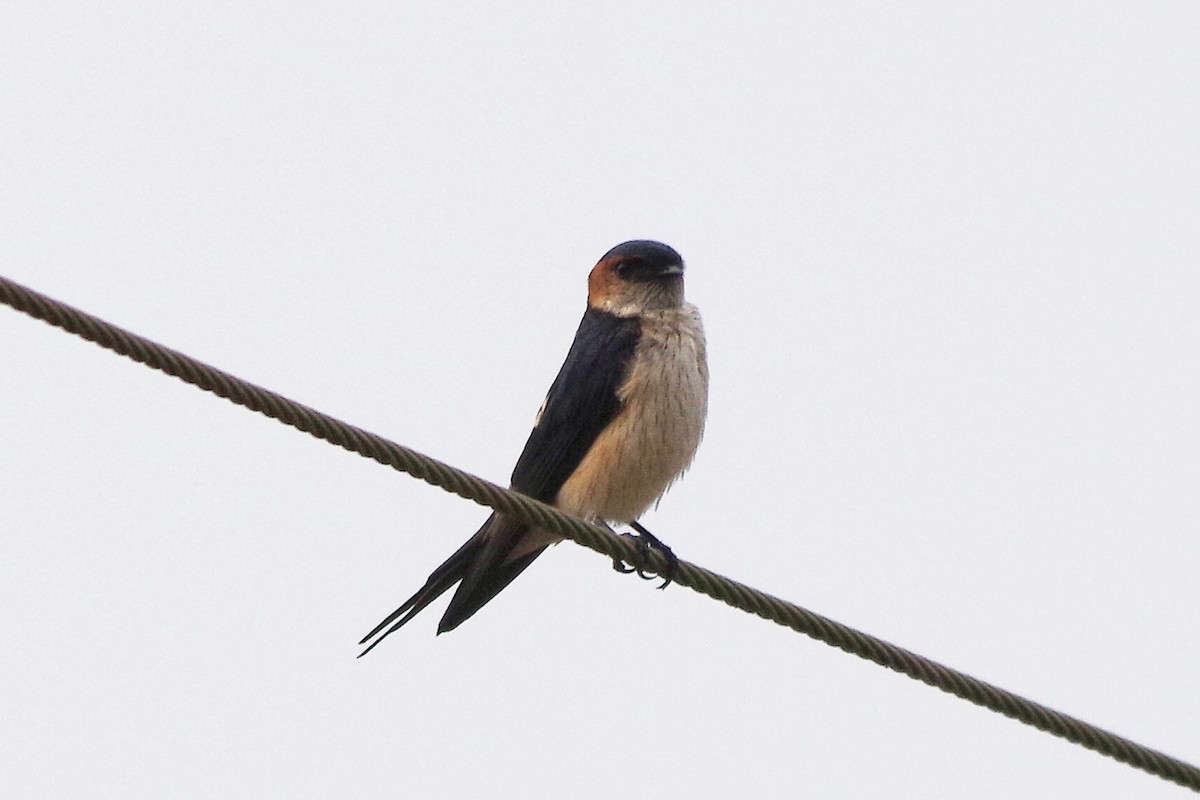 Red-rumped Swallow - Adit  Jeyan