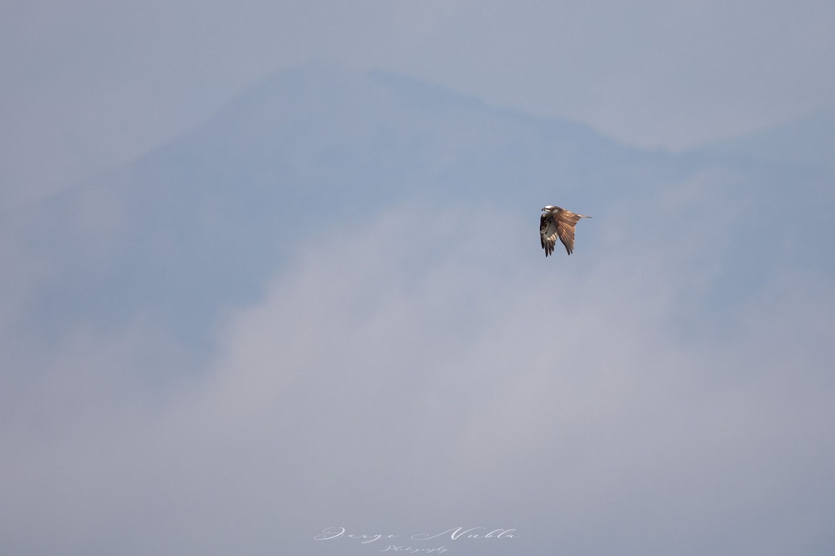 Osprey - Jorge Nubla