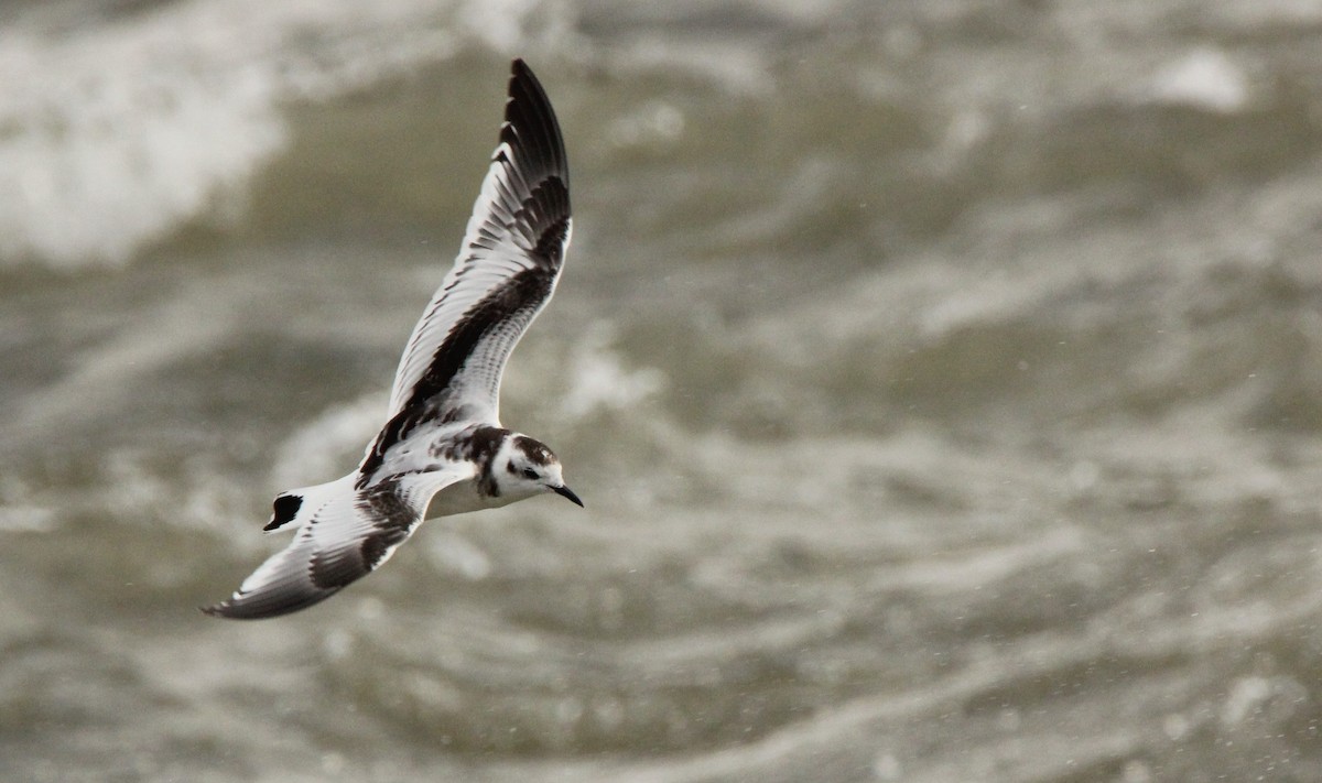 Little Gull - David Woodhouse