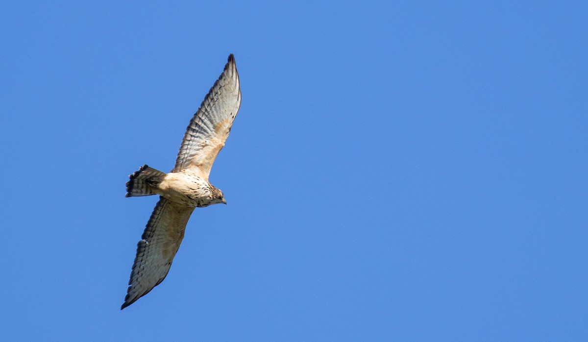 Broad-winged Hawk - ML372292391