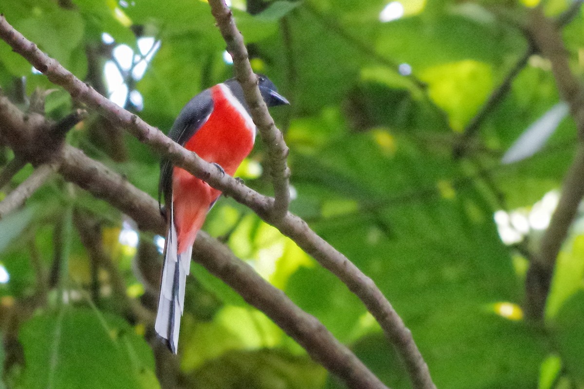 Malabar Trogon - ML372293461