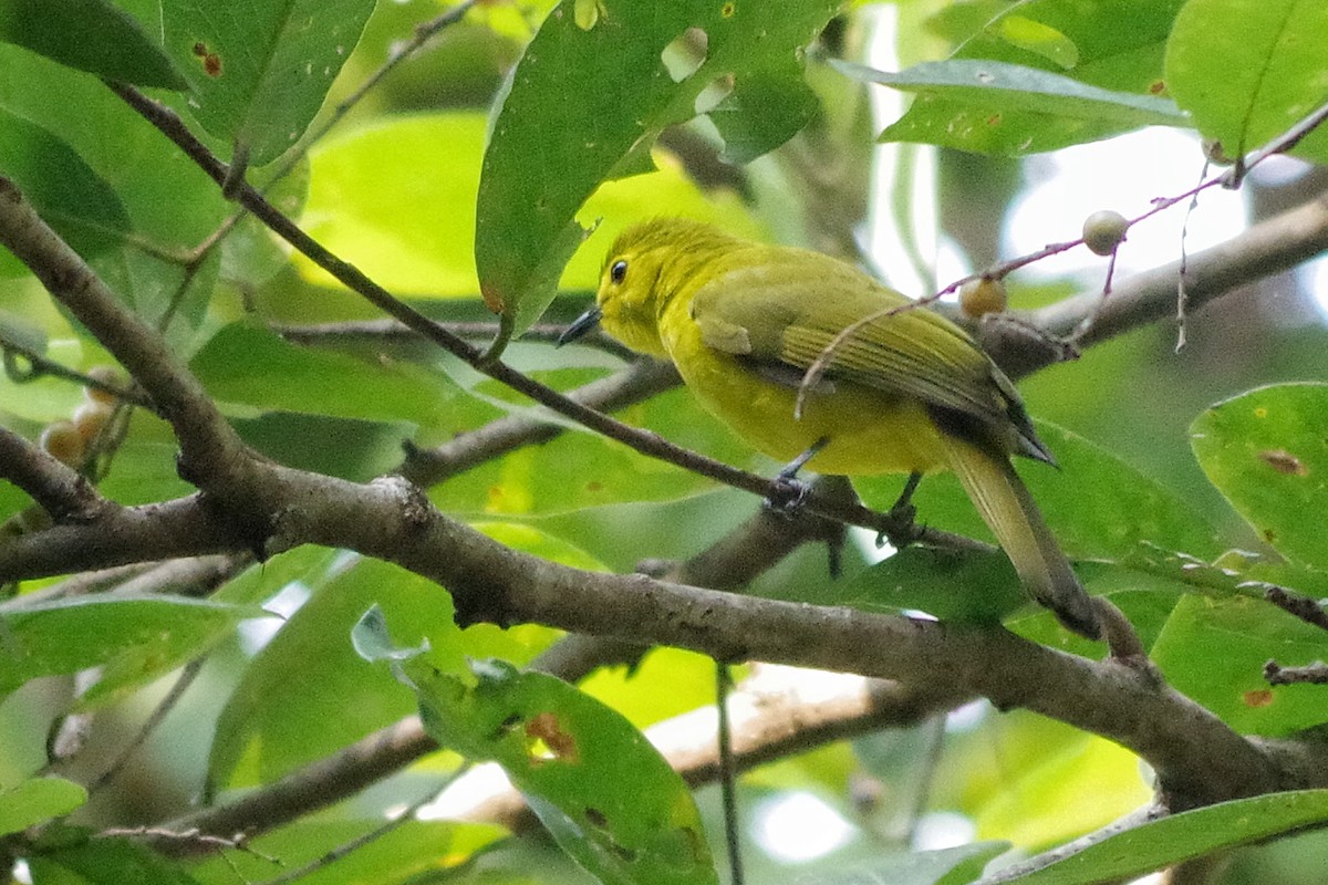 Yellow-browed Bulbul - ML372293541