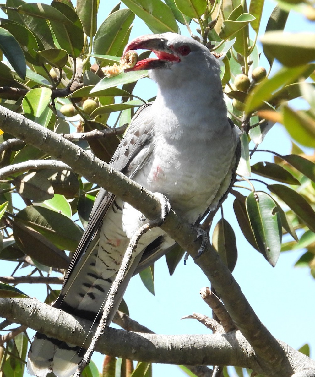 Channel-billed Cuckoo - ML372294111