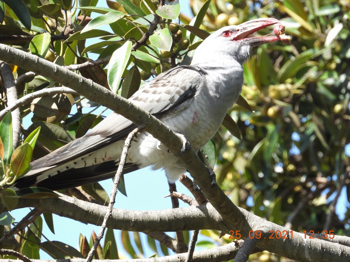 Channel-billed Cuckoo - ML372294121