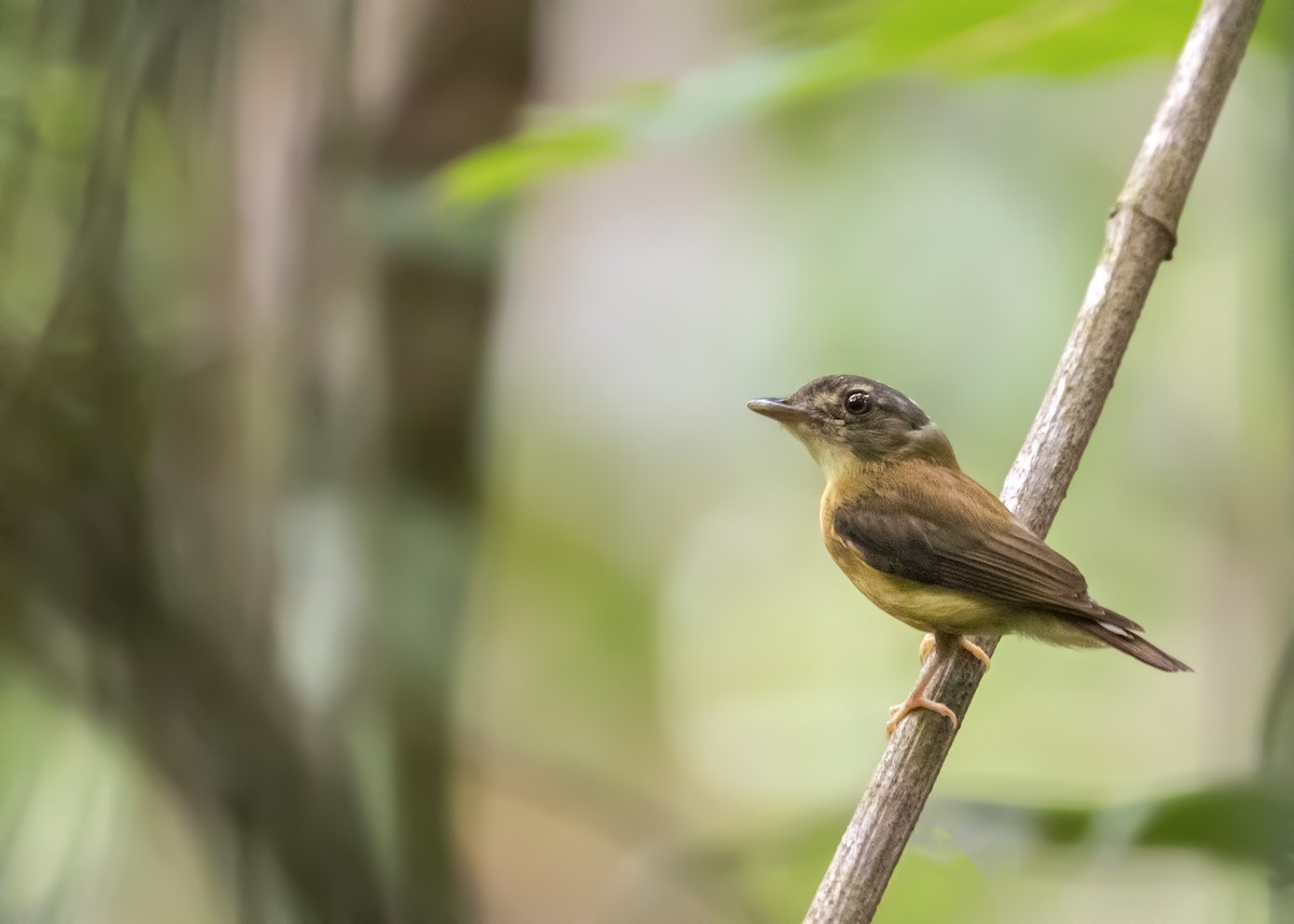 White-crested Spadebill - Caio Brito