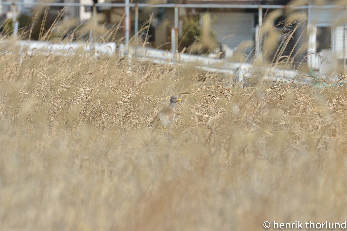 Gray-headed Lapwing - Henrik Thorlund