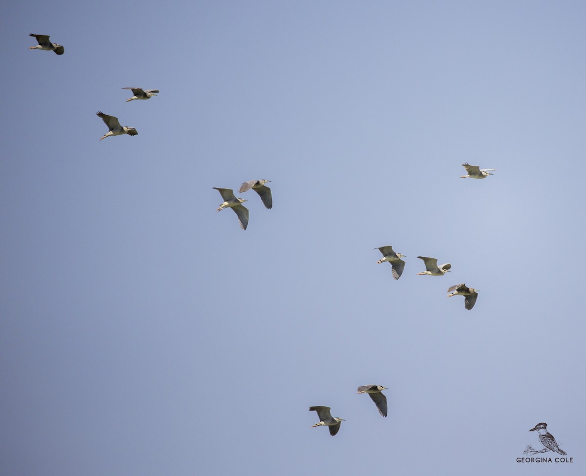 Black-crowned Night Heron - Georgina Cole