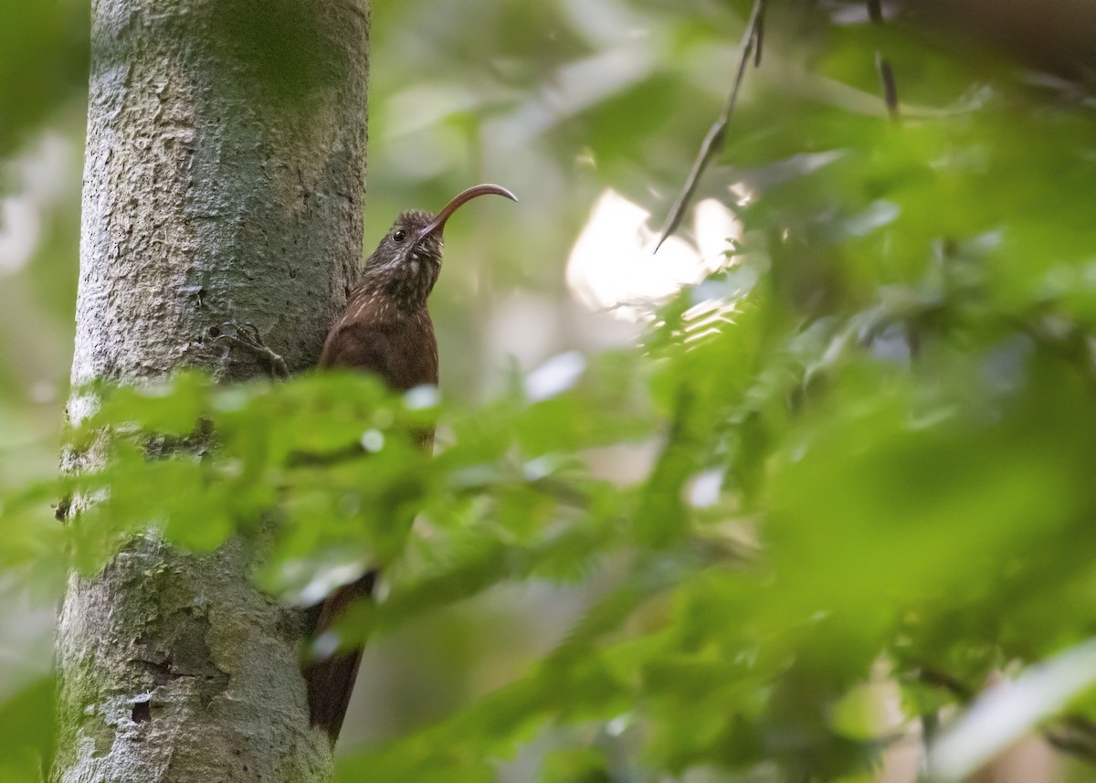 Tapajos Scythebill (Rondonia) - Caio Brito