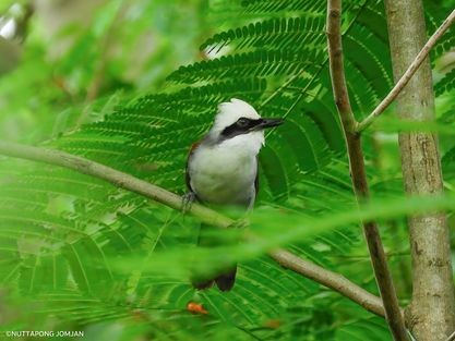 White-crested Laughingthrush - ML372300071