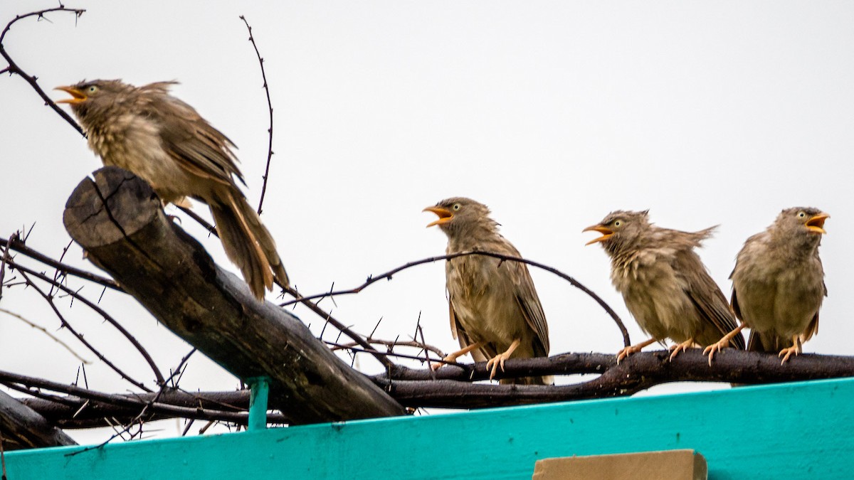 Jungle Babbler - ML37230051