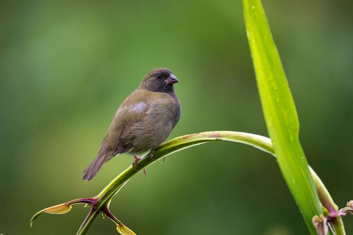 Black-faced Grassquit - ML372300901