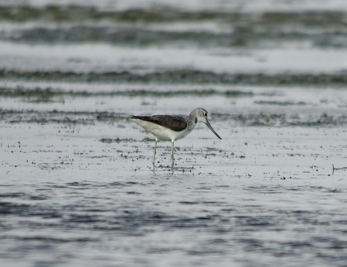 Common Greenshank - ML372301011