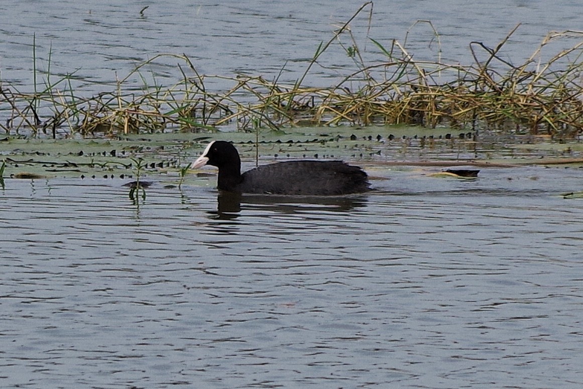 Eurasian Coot - ML372302861