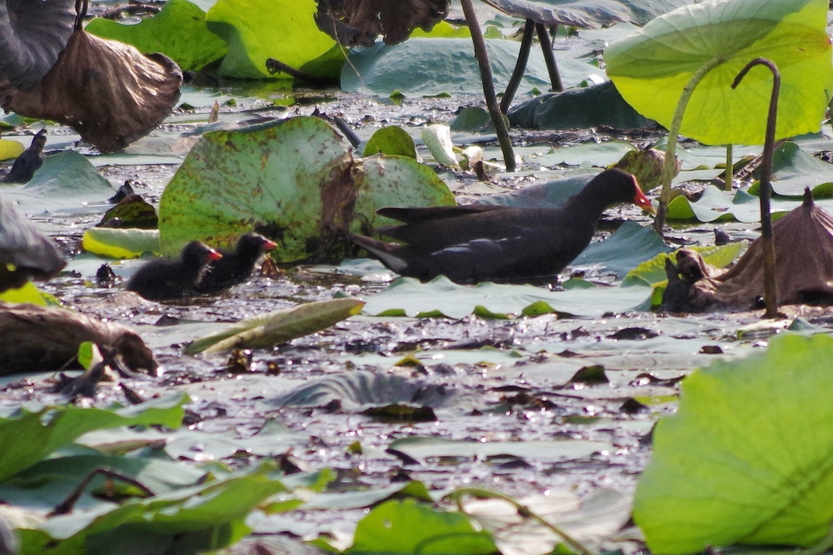 Eurasian Moorhen - Adit  Jeyan