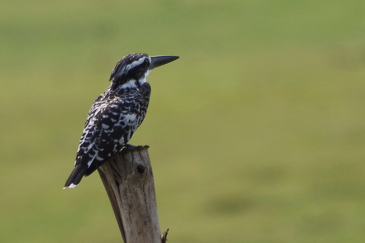 Pied Kingfisher - ML372303981