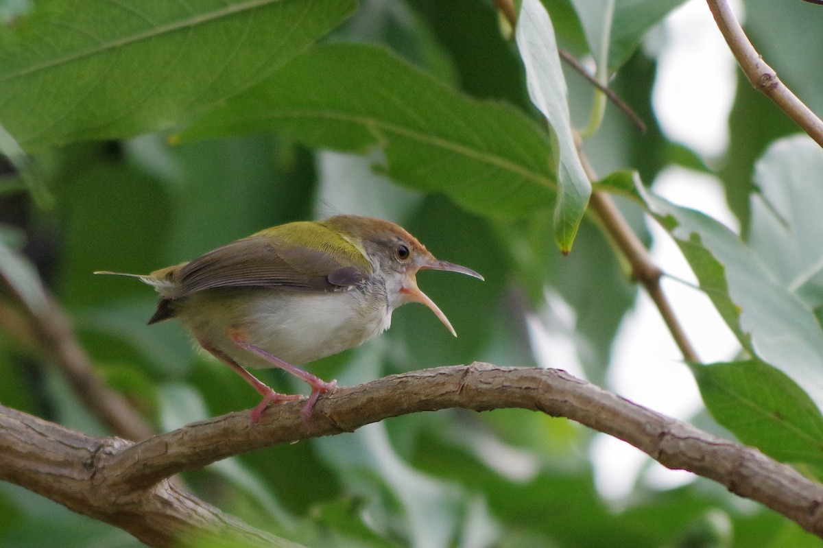 Rotstirn-Schneidervogel - ML372304051