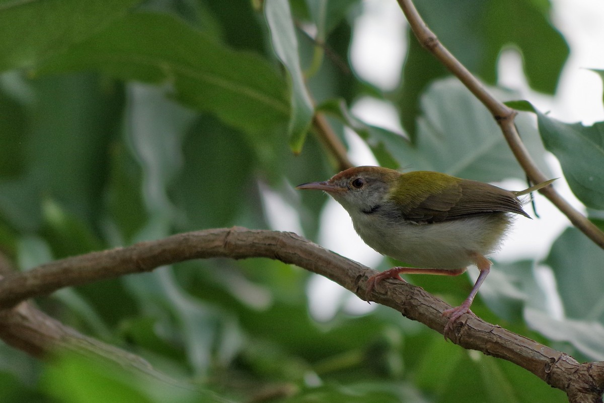 Rotstirn-Schneidervogel - ML372304061