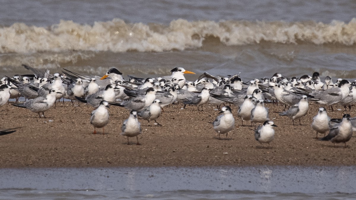 Lesser Crested Tern - ML372305681