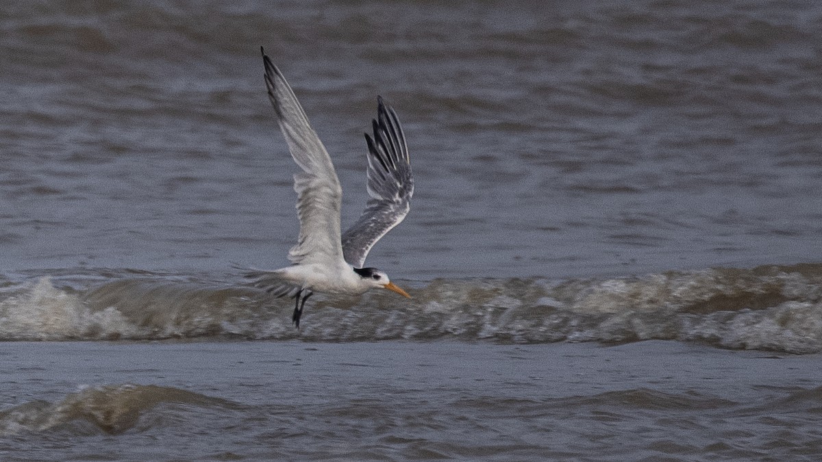 Lesser Crested Tern - ML372306301