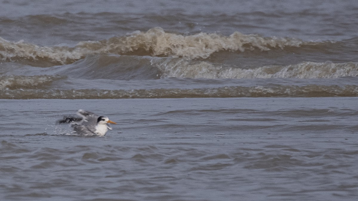 Lesser Crested Tern - ML372306731