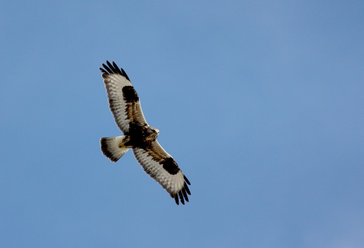 Rough-legged Hawk - Jay McGowan